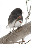 Dark eyed Junco Slate colored